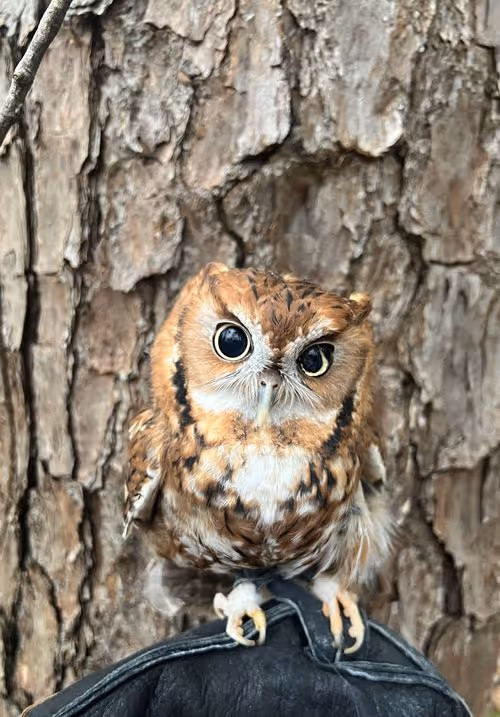Ziggy, Eastern Screech Owl
(Megascops asio) and WIldlife Ambassador at Ruffner Mountain Nature Center