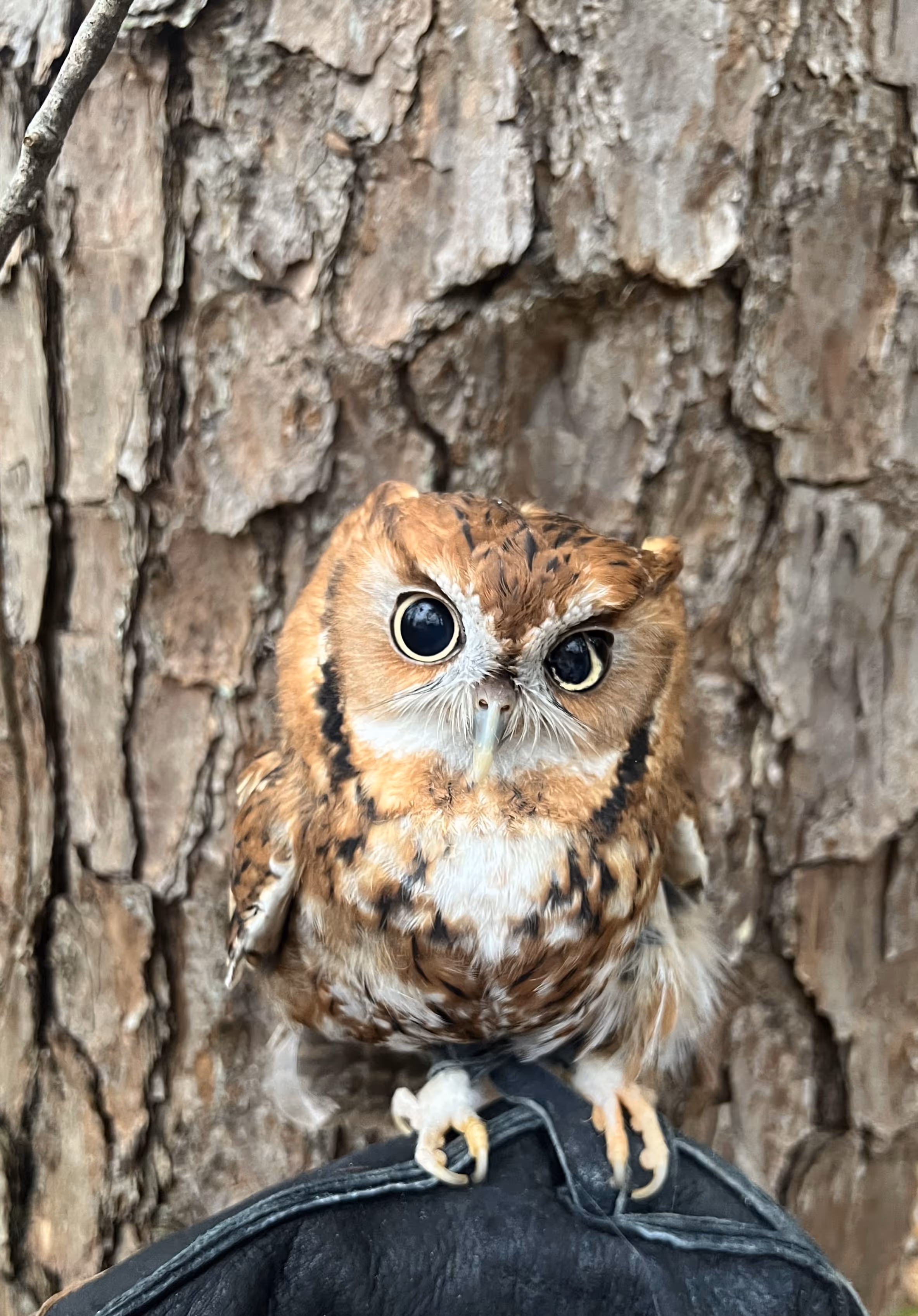 Ziggy, Eastern Screech Owl
(Megascops asio) and WIldlife Ambassador at Ruffner Mountain Nature Center
