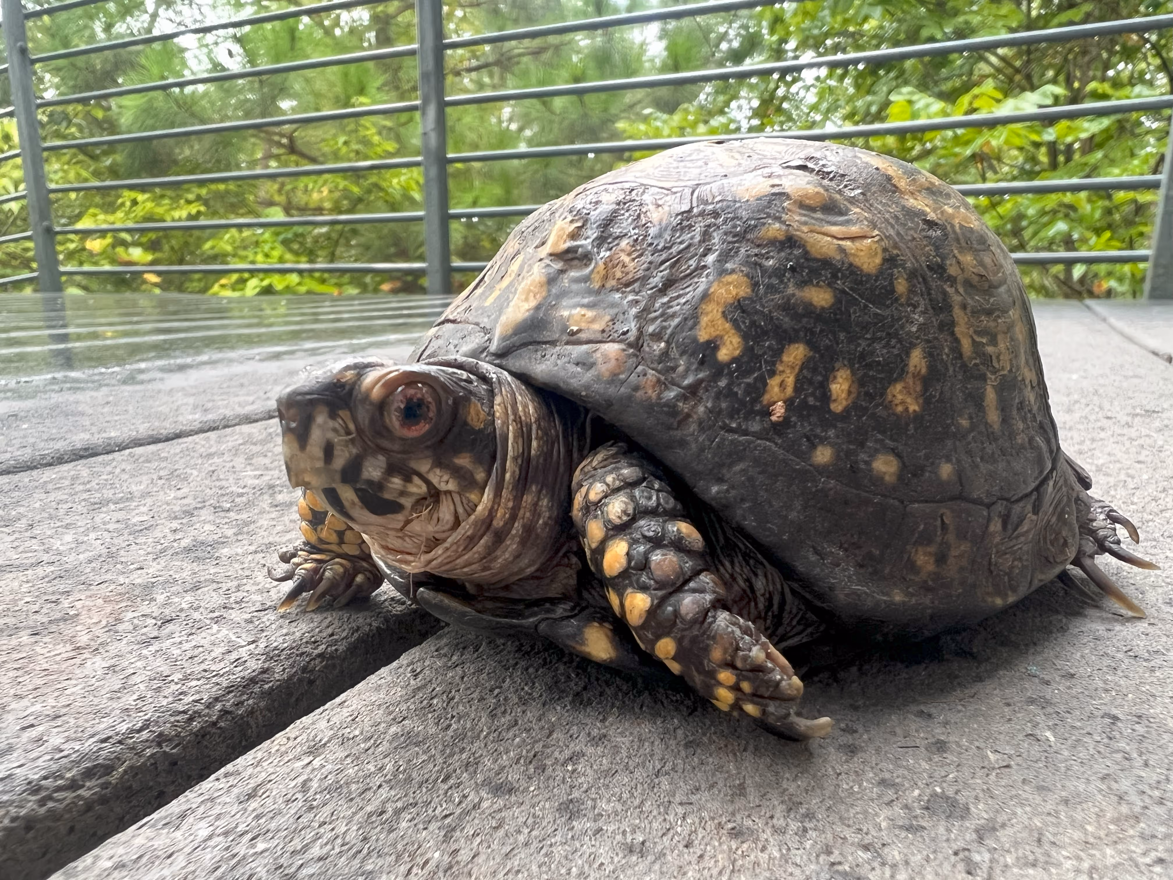 Terra, an Eastern Box Turtle (Terrapene carolina) and Wildlife Ambassador at Ruffner Mountain Nature Center