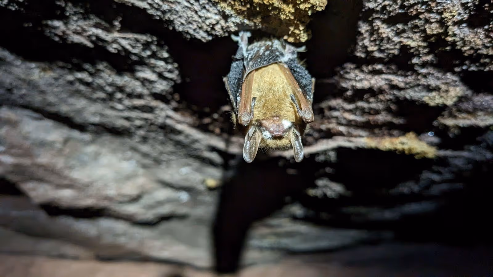 Tricolored bat (Perimyotis subflavus) observed while conducting bat research at Ruffner Mountain
