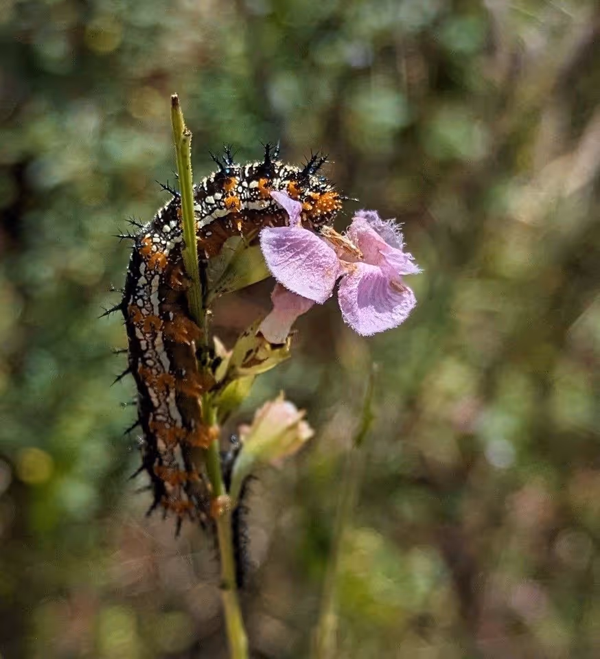 Buckeye caterpillar on a flowering plant at the Ruffner Mountain Habitat Garden