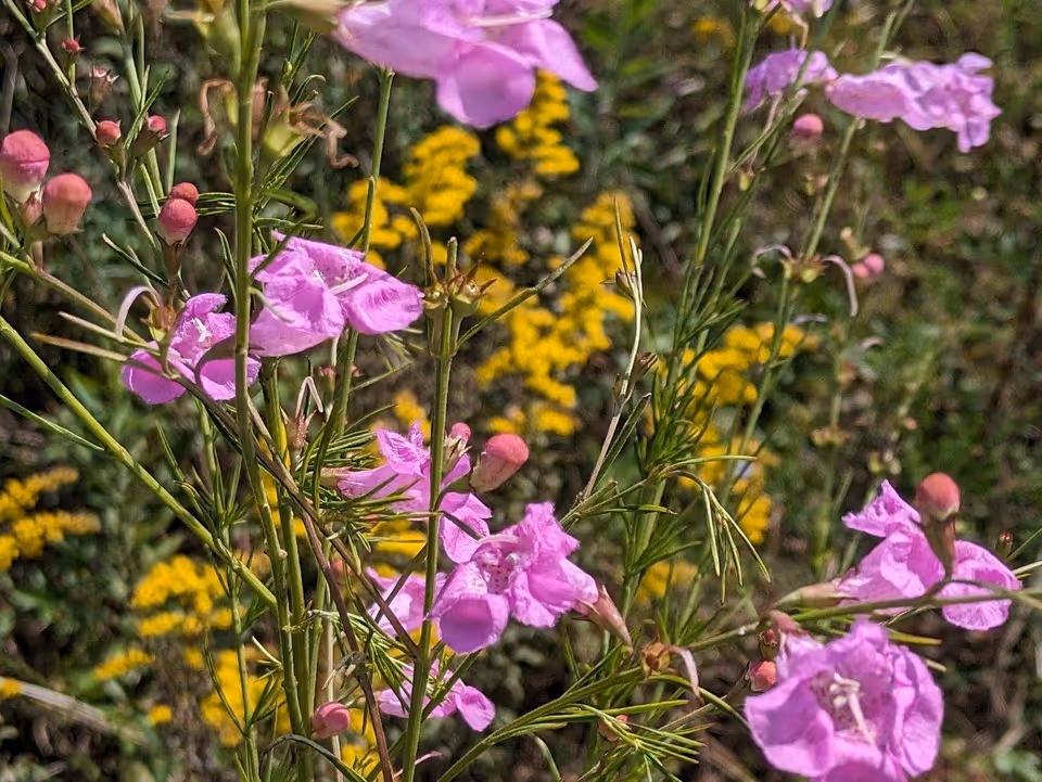 False Foxglove in the Pollinator Garden at Red Mountain Park