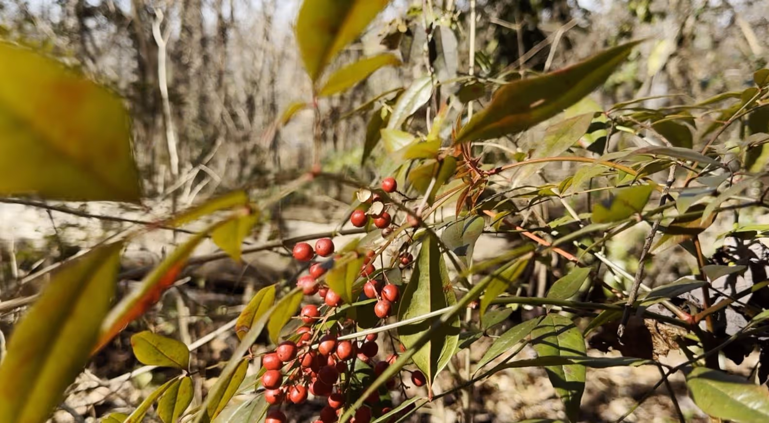 Nandina, an invasive plant with red berries, at Ruffner Mountain