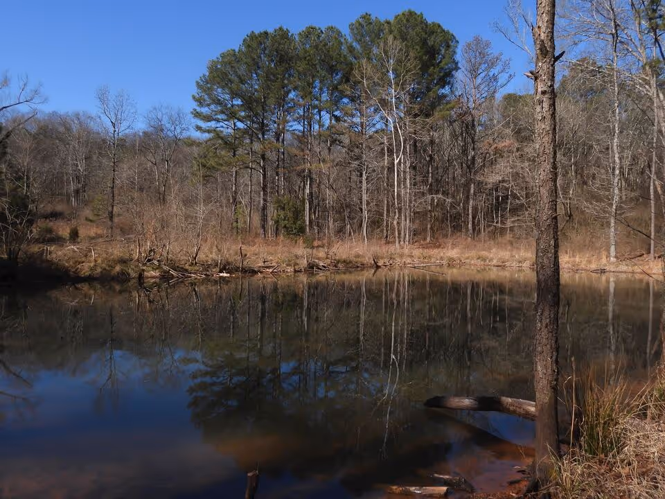 The wetlands at Ruffner Mountain