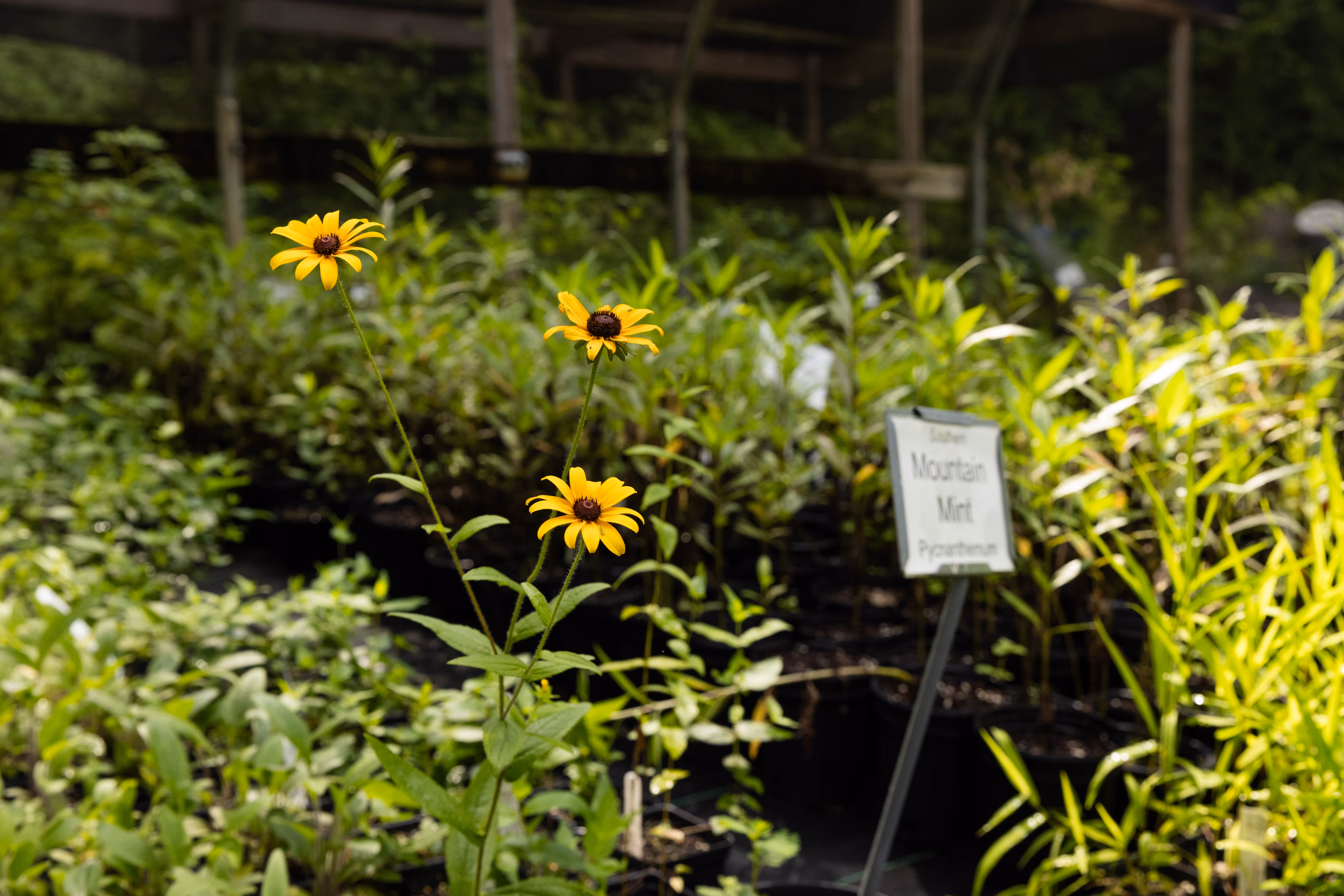 Pots of mountain mint and other plants displayed at the Jefferson County Greenways' Native Plant Sale at Ruffner Mountain