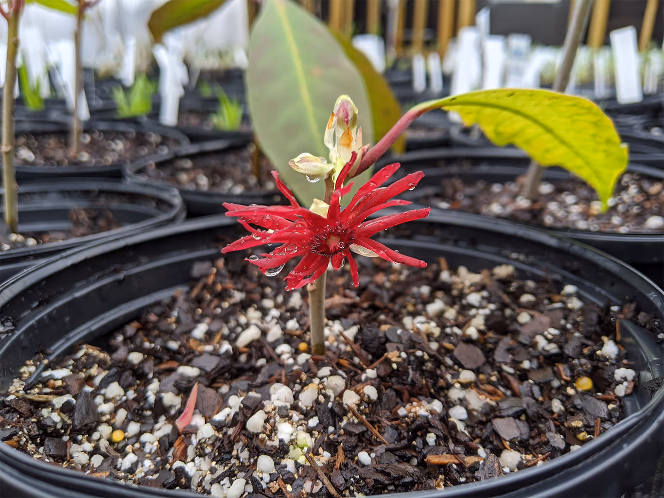 Plant propagation taking place at the greenhouse at Turkey Creek Nature Preserve with a close up view of one container with a plant emerging from the soil