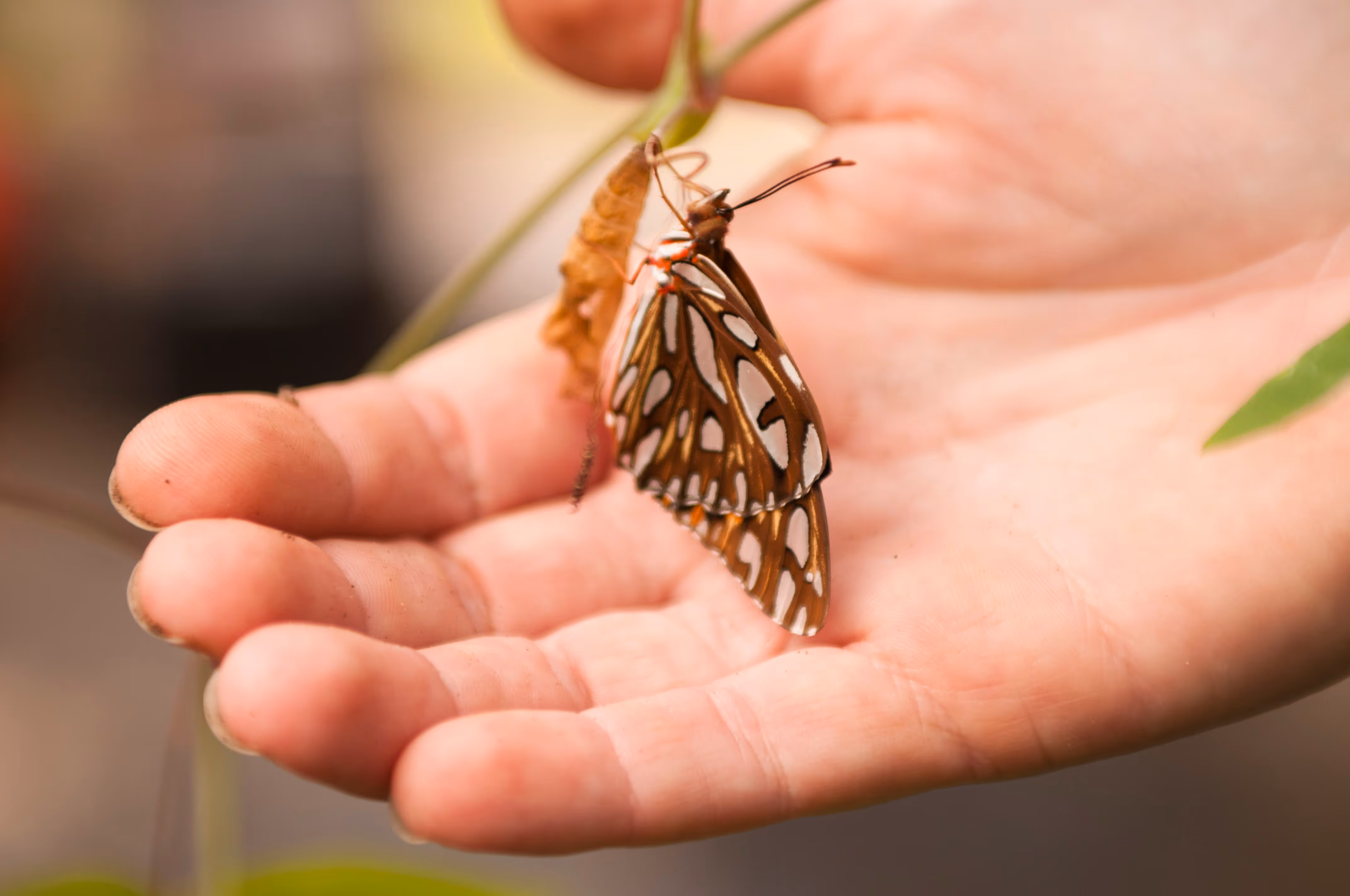 A hand cupping a butterfly that has recently emerged from its coccon