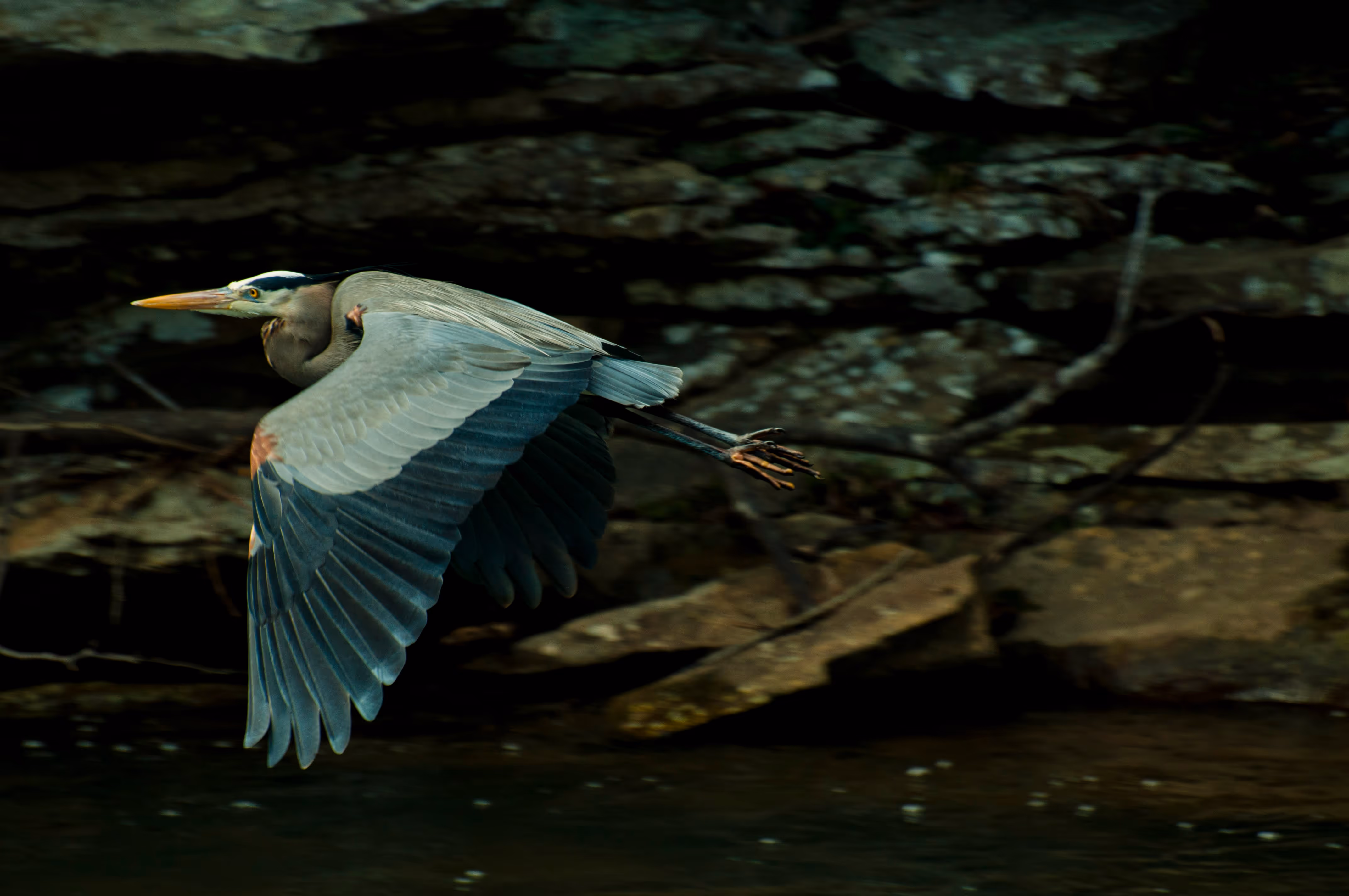 A blue heron flying above the water at Turkey Creek Nature Preserve. 
