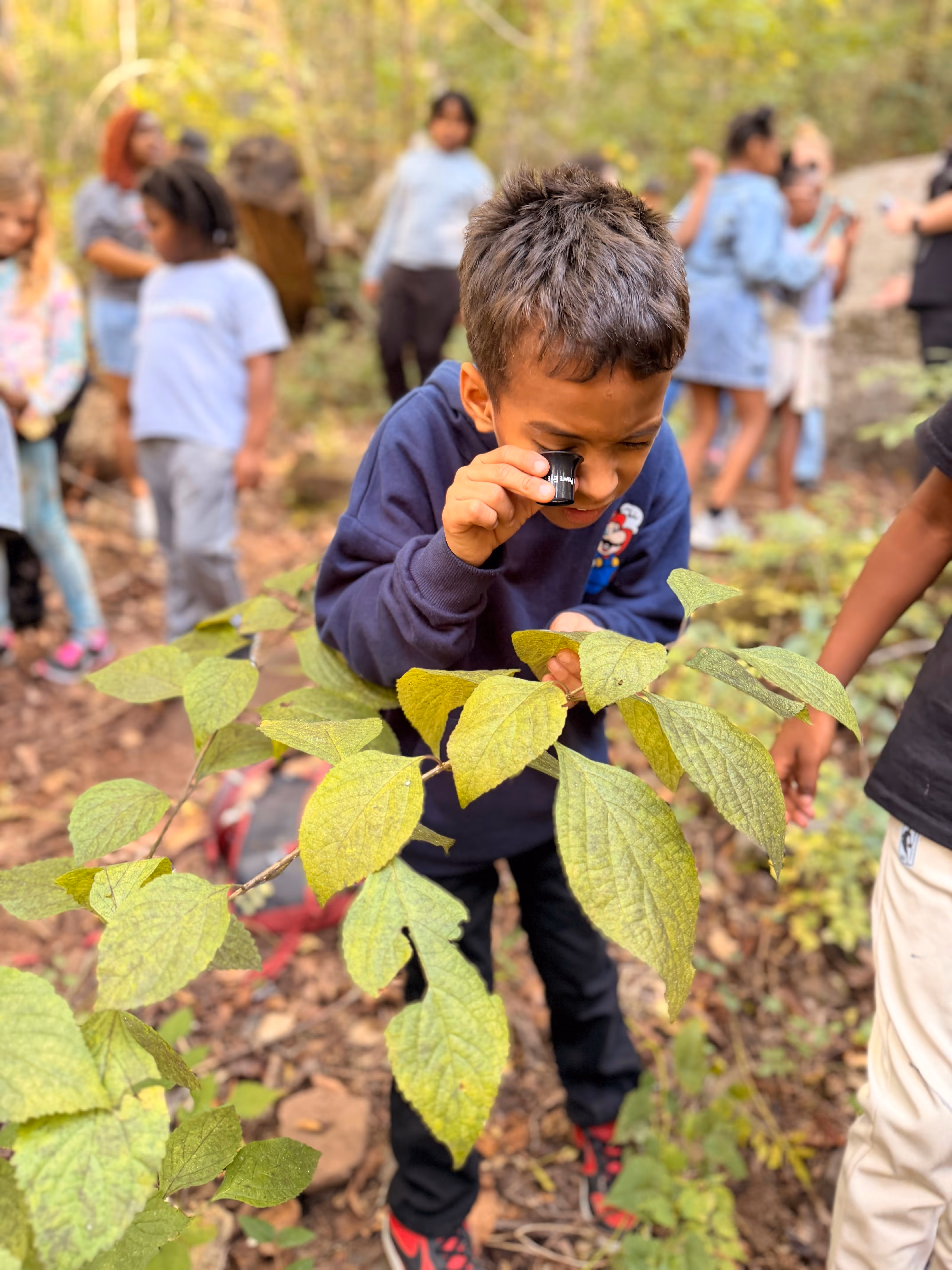 A young boy examining a leaf during a field trip.