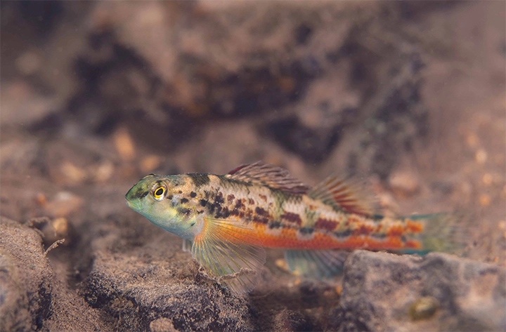 Vermilion Darter (Etheostoma chermocki) listed as critically endangered in 2001 and found exclusively in the Turkey Creek watershed contributed to the establishment of the Turkey Creek Nature Preserve in 2003.