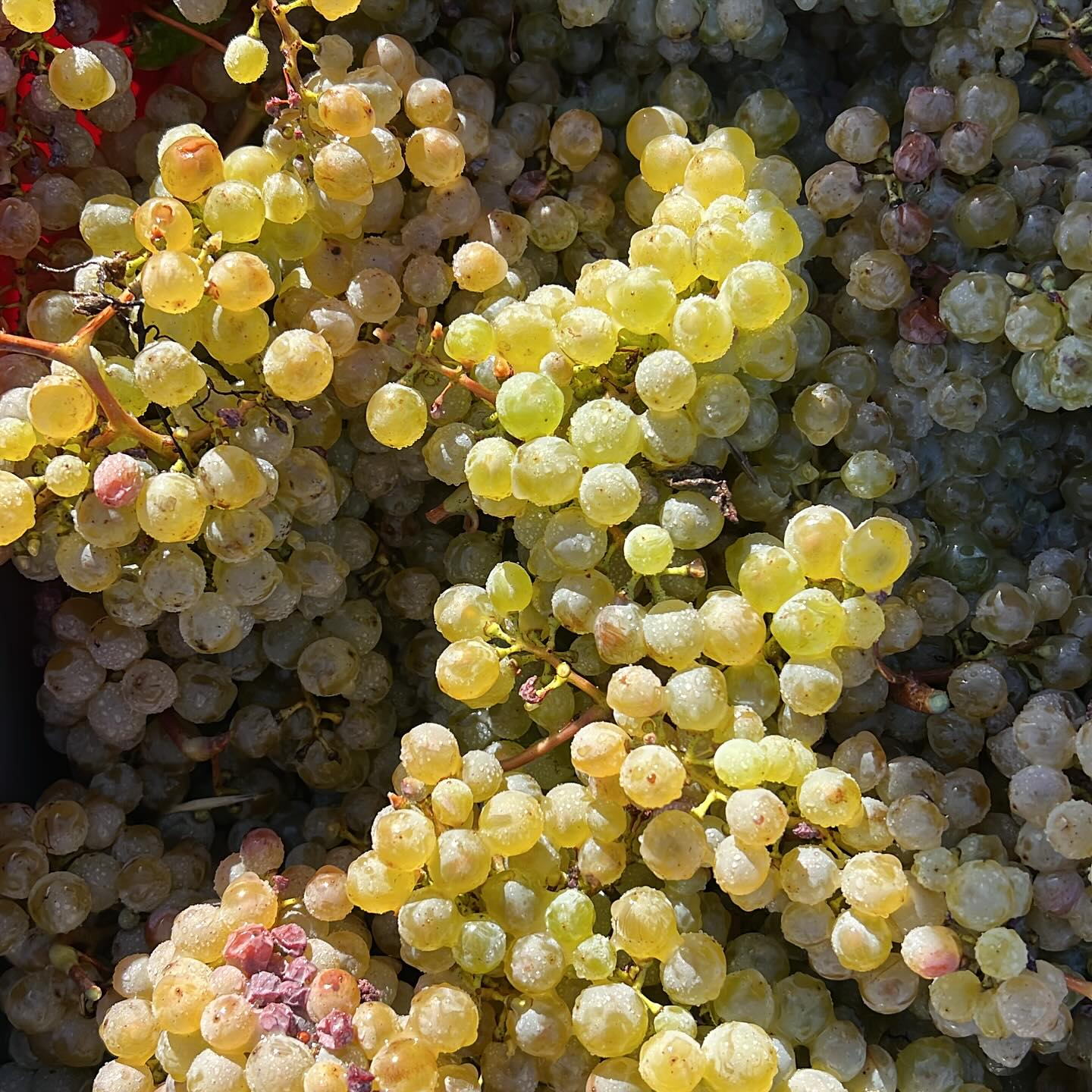 Les beaux chenins 