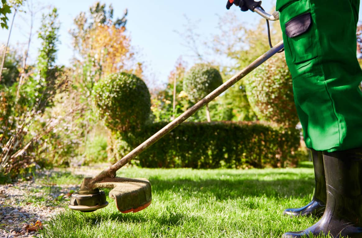 Gardening basics: The whole basic guide to follow