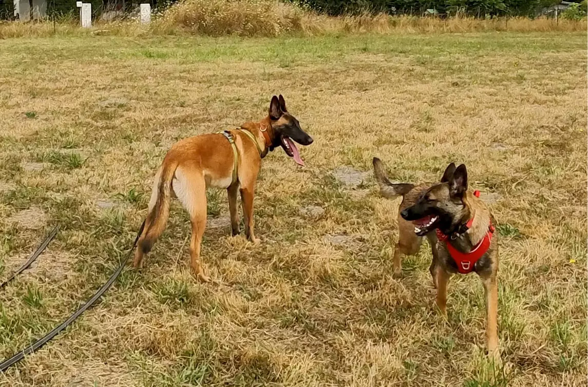 Photo de chiens prise lors d’une ballade collective à Blanquefort, proche de Bordeaux et du Bouscat, par Wisdog, un éducateur canin présent sur Bordeaux et sa métropole. 
