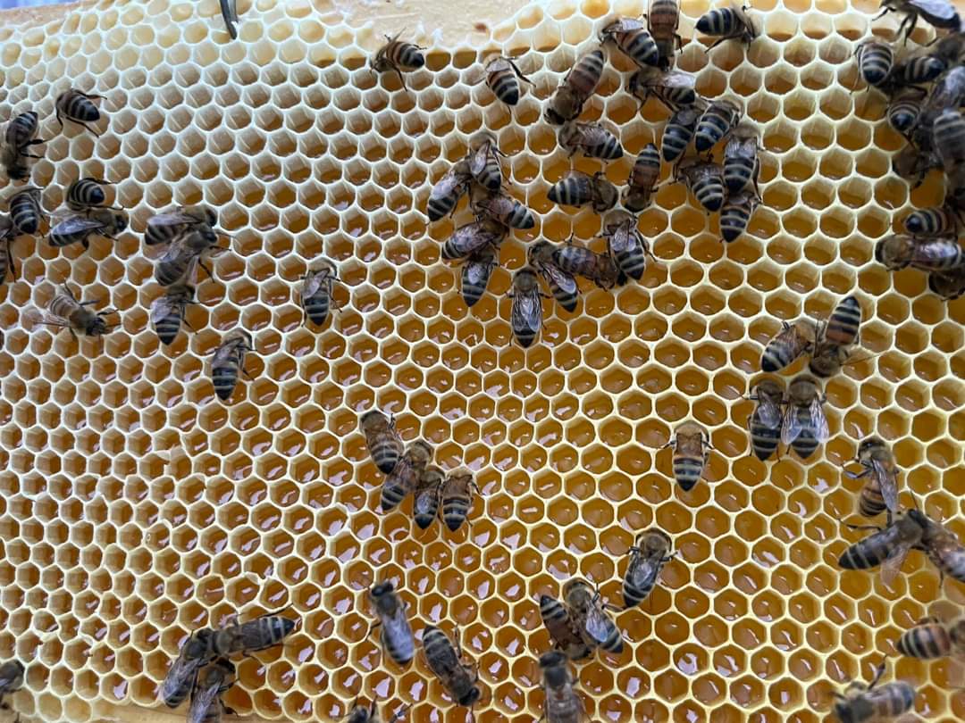 un cadre de ruche en gros plan