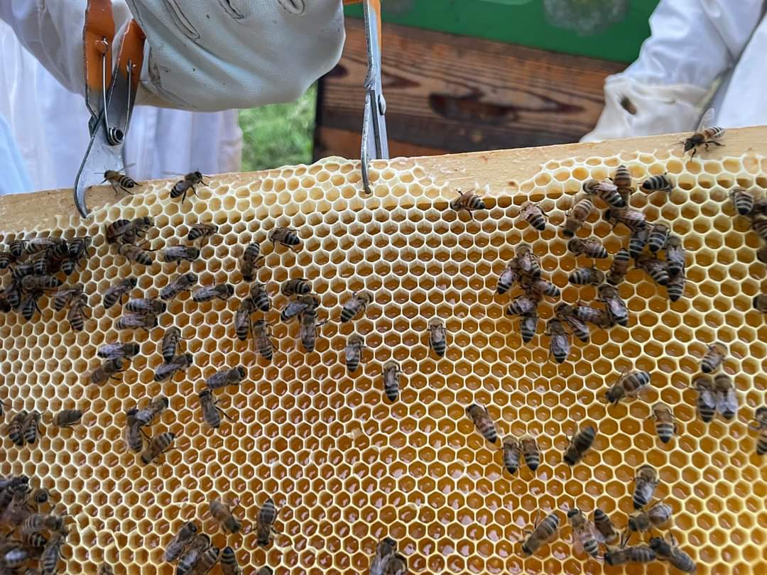 un cadre de ruche en gros plan