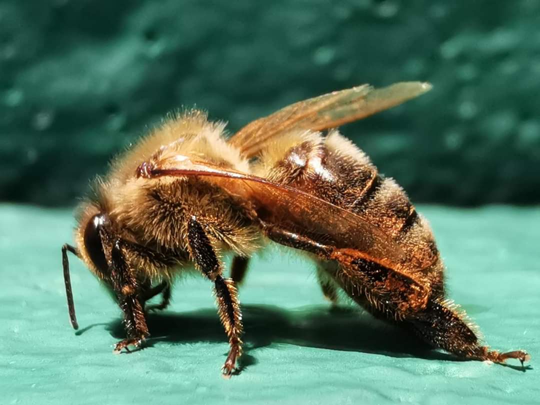 une abeille en gros plan