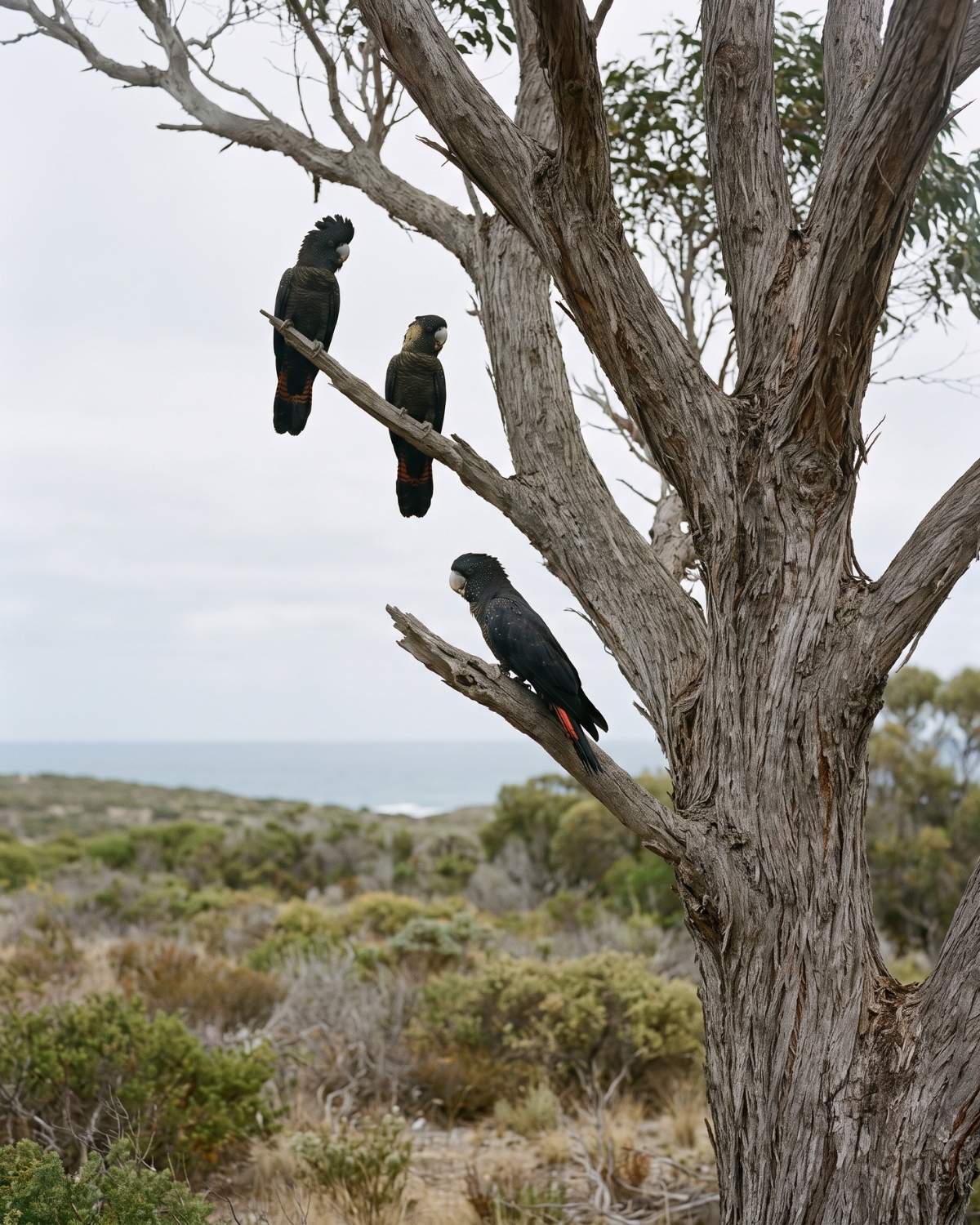Black cockatoos in the branches of a coastal eucalypt above the southern ocean