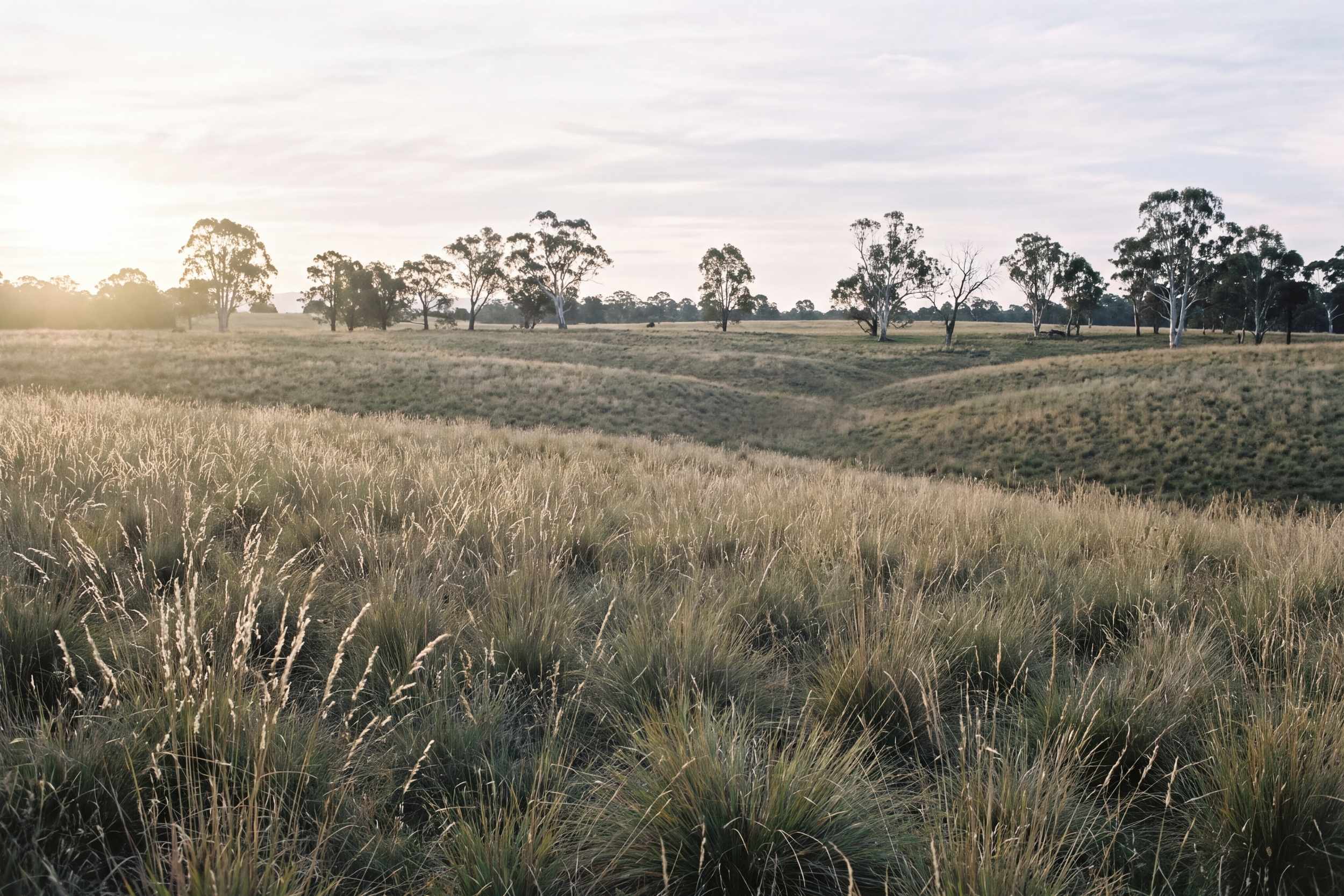 Native tussock grassland with scattered eucalypts in low afternoon light