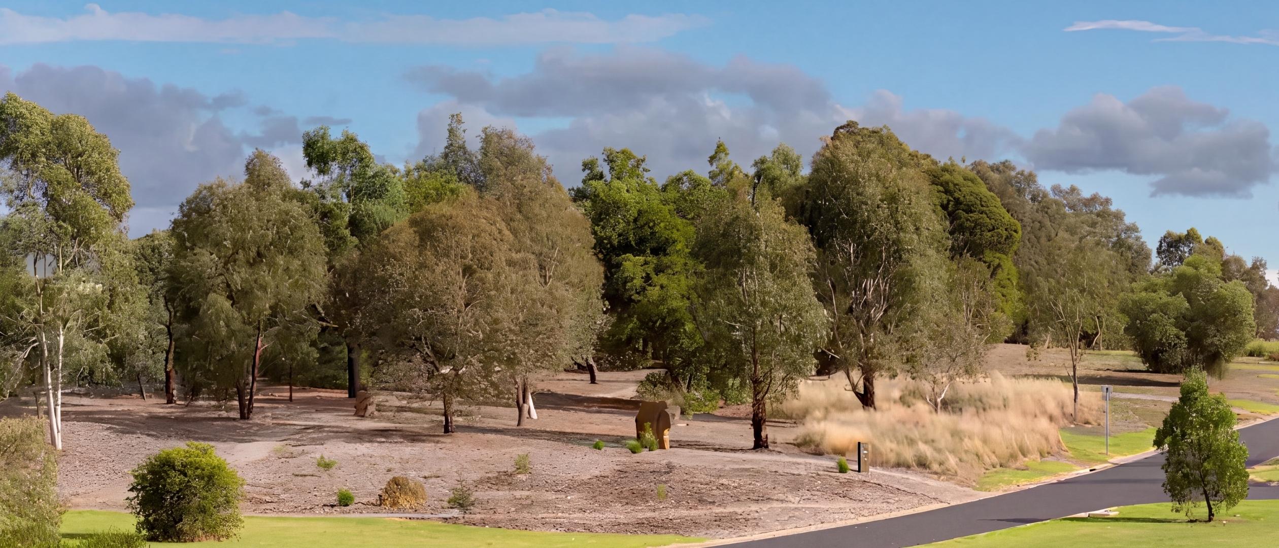 Young eucalypts and tussock grasses over mulched ground at Djeernongs Walk, the natural burial area at Lilydale Memorial Park