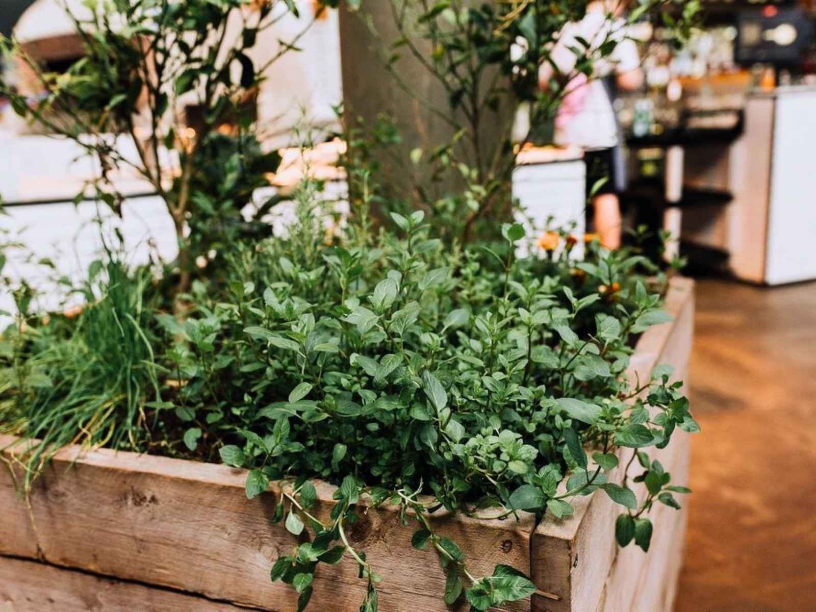 Close-up of fresh herbs and foliage in a rustic timber planter at The Epicurean Red Hill — adding natural beauty and a serene feel to this Mornington Peninsula funeral venue.