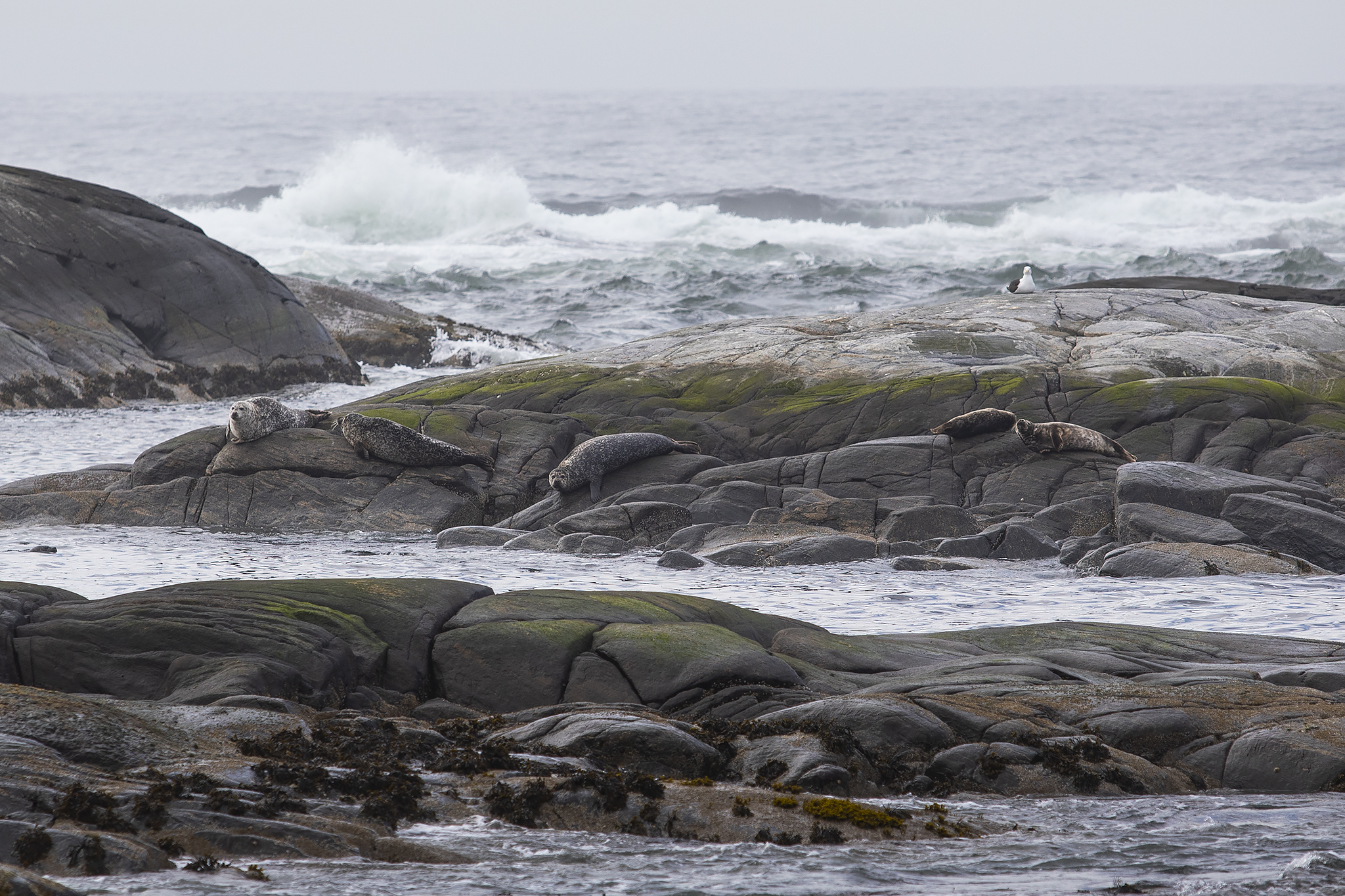 Rib alesund seals