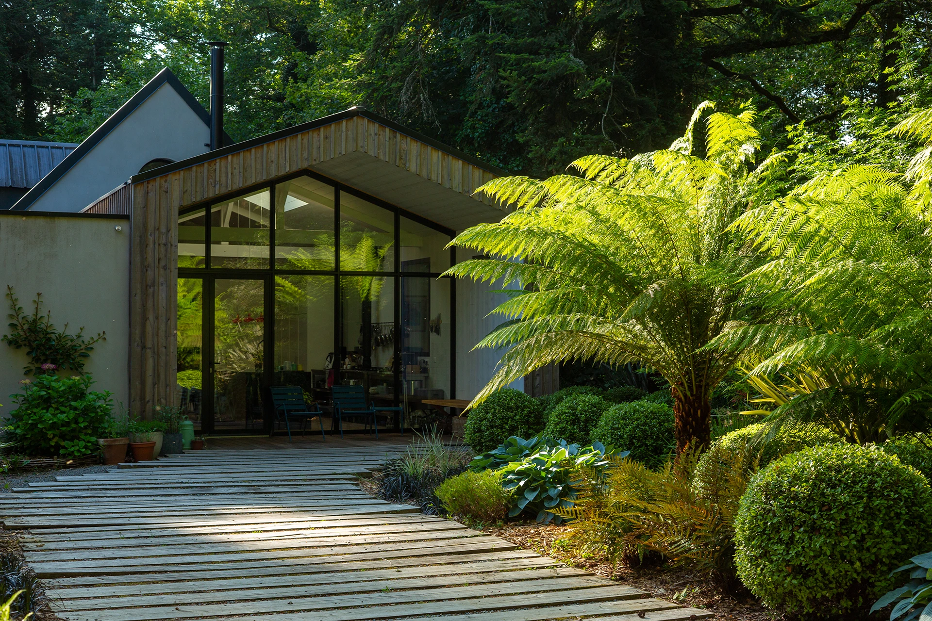 Jardin forestier à Caudan avec fougères arborescentes et lumière filtrée à travers les pins