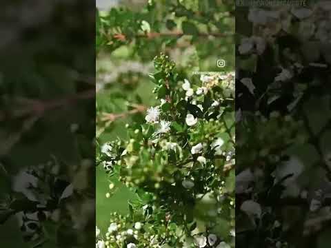 ✨Quatre ans d'évolution... et la magie opère : un coin de nature au cœur de la ville🏡 #paysagiste