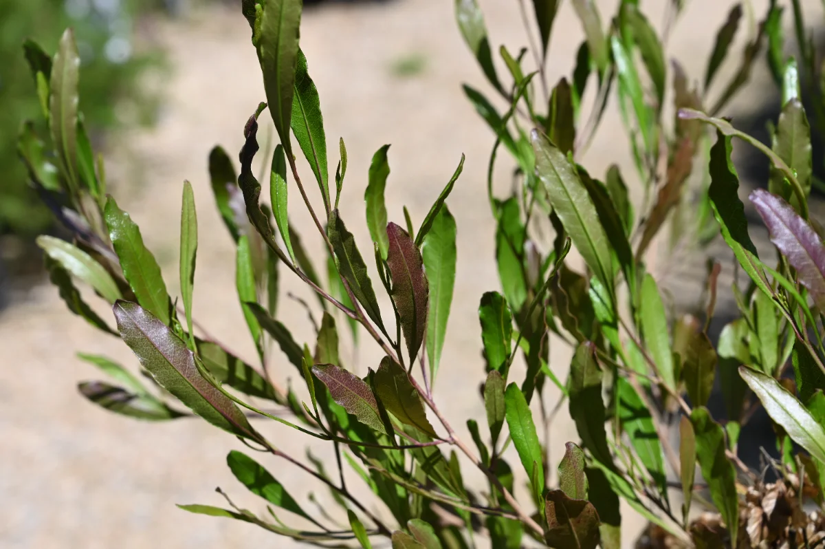 Dodonea viscosa 'Purpurea'