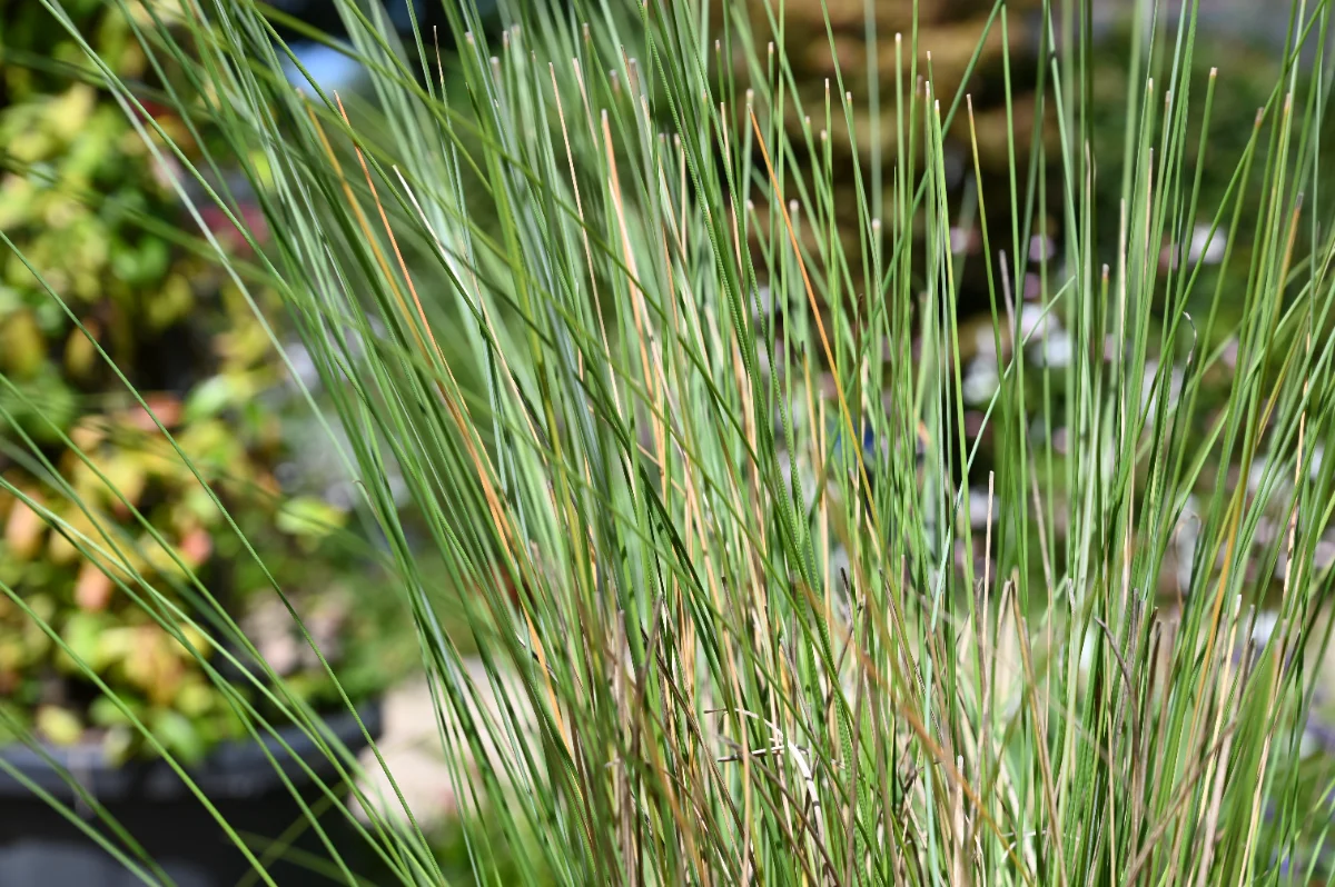 Muhlenbergia capillaris