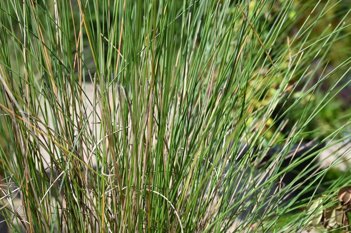 Muhlenbergia capillaris