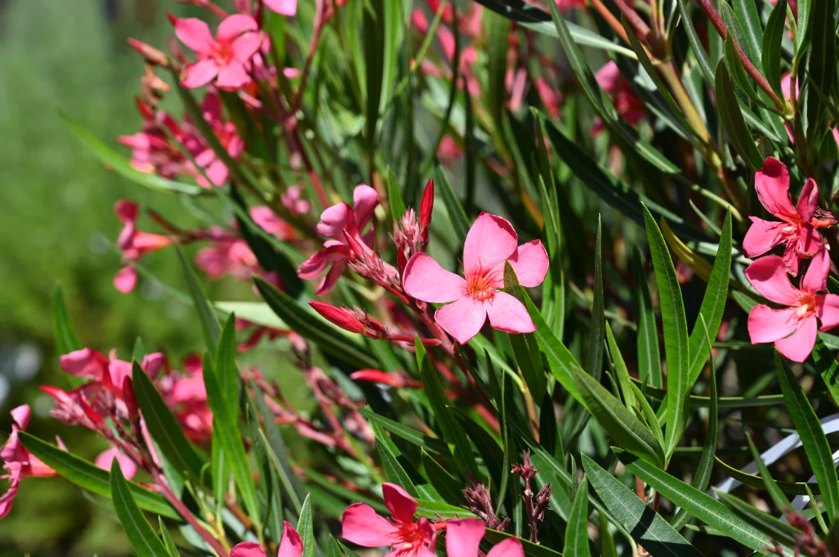Nerium oleander
