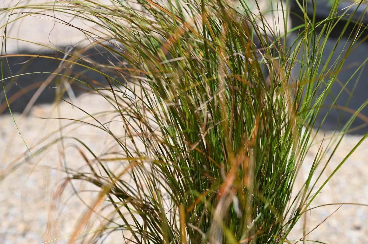 Carex testacea