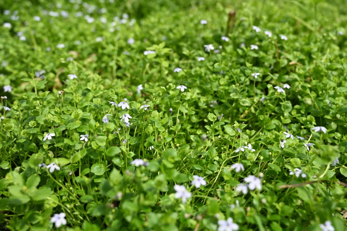 Pratia pedunculata