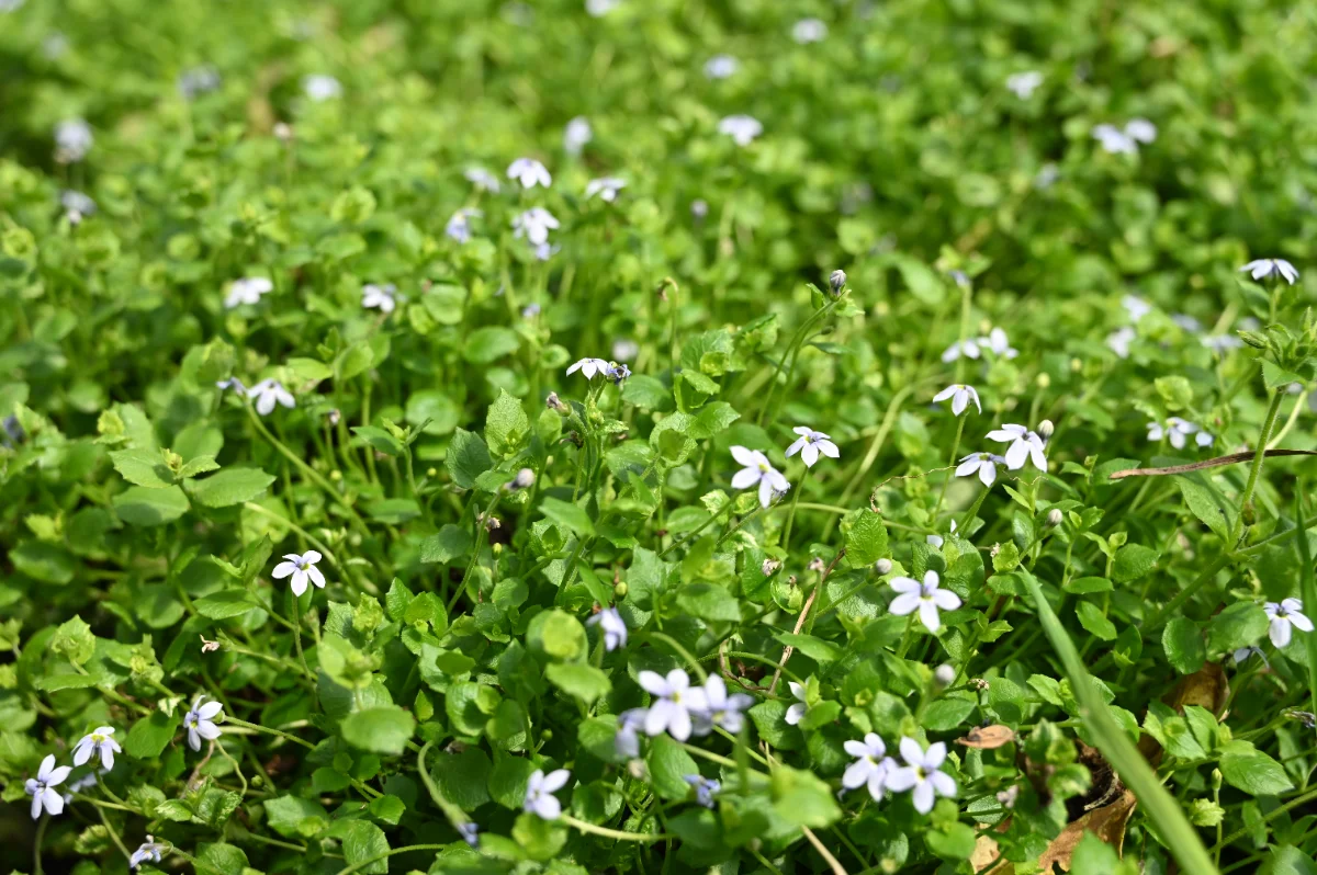 Pratia pedunculata