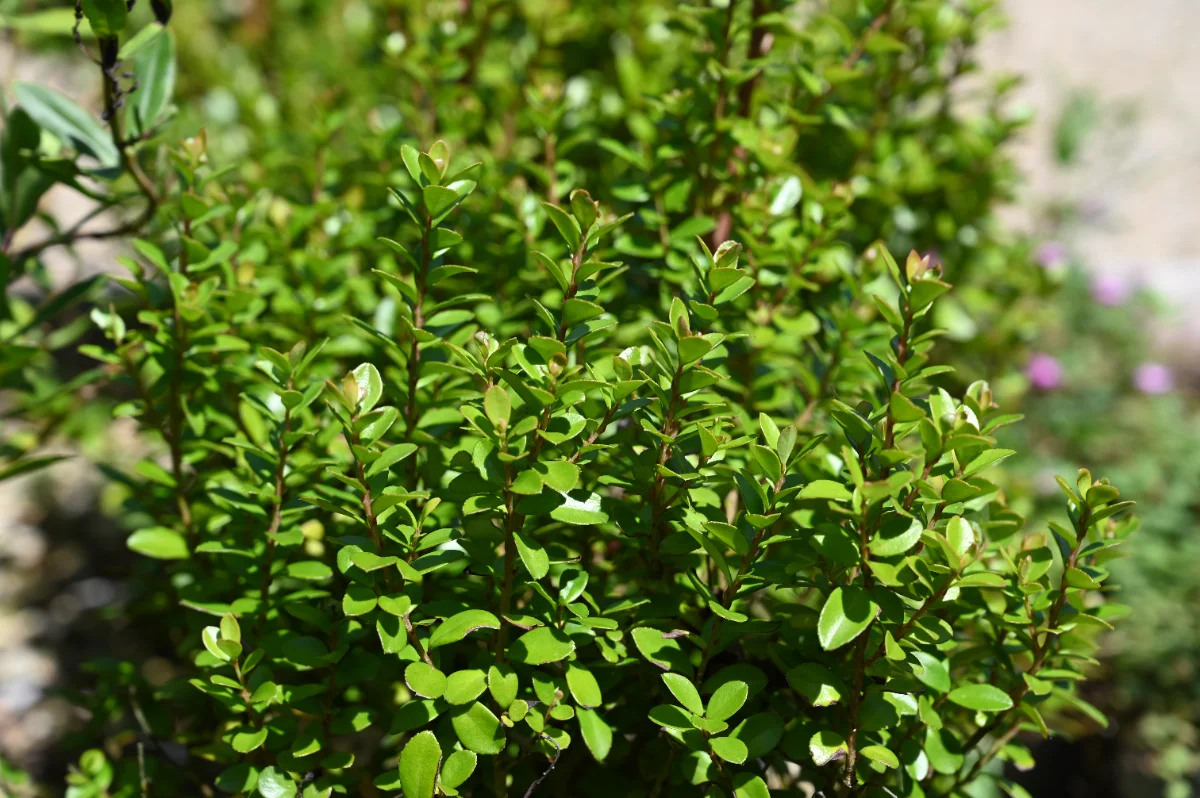 Myrsine africana