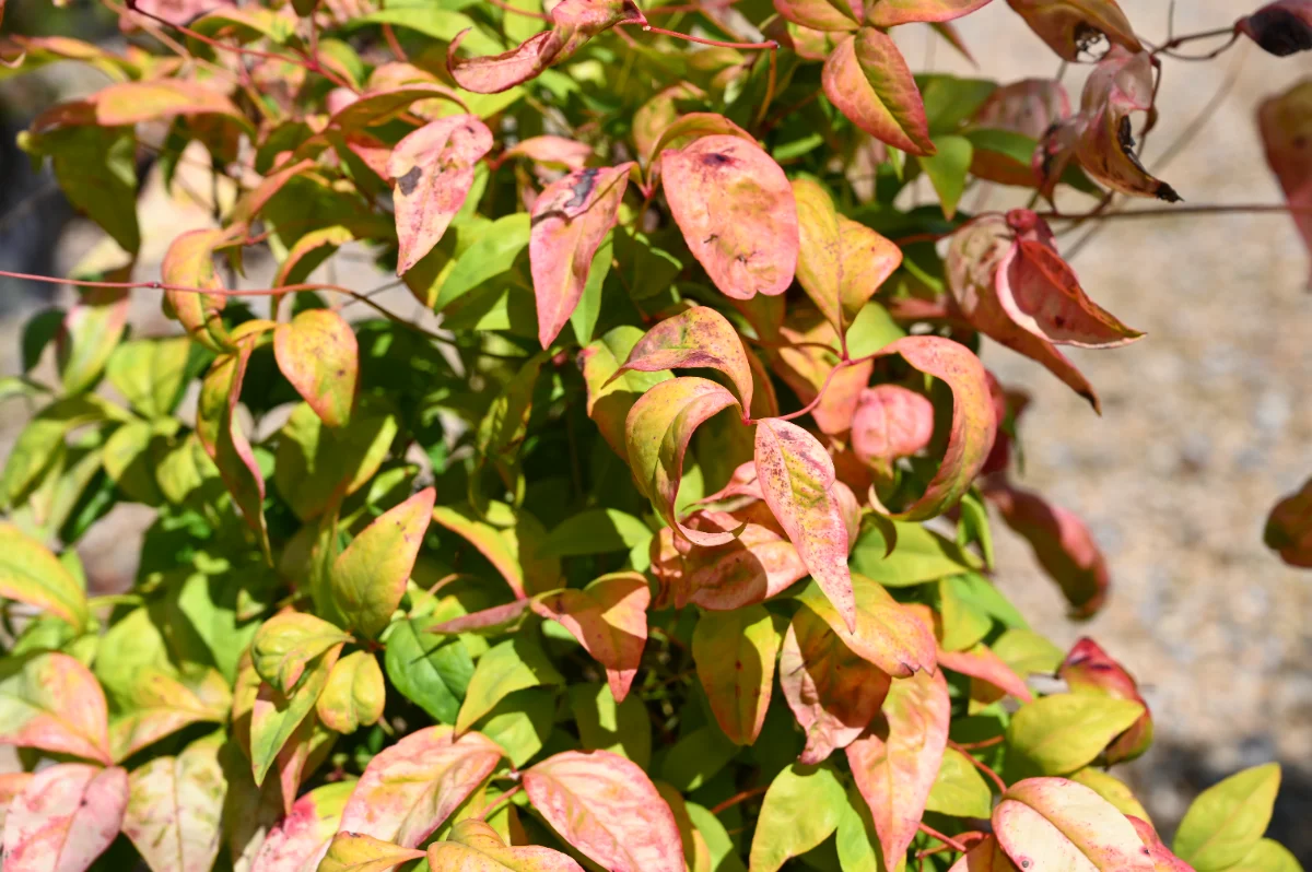 Nandina domestica 'Fire Power'