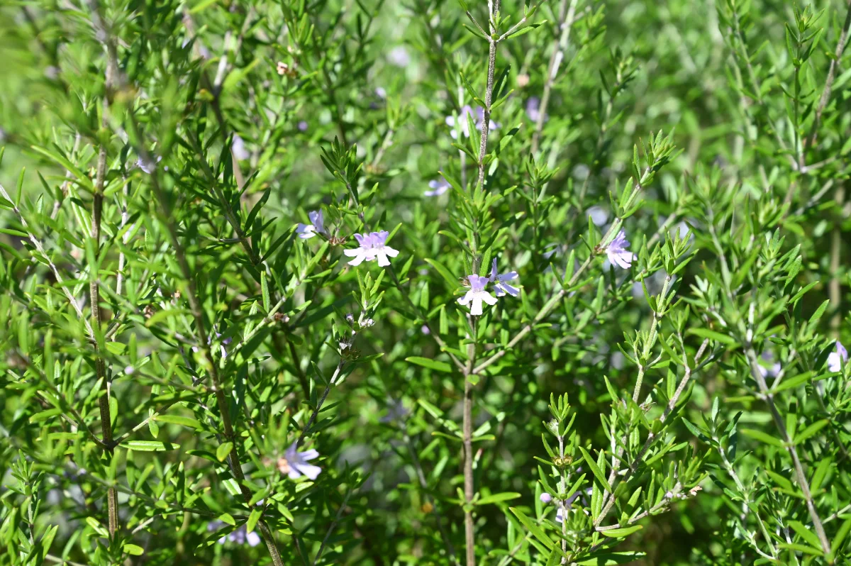 Westringia fructicosa