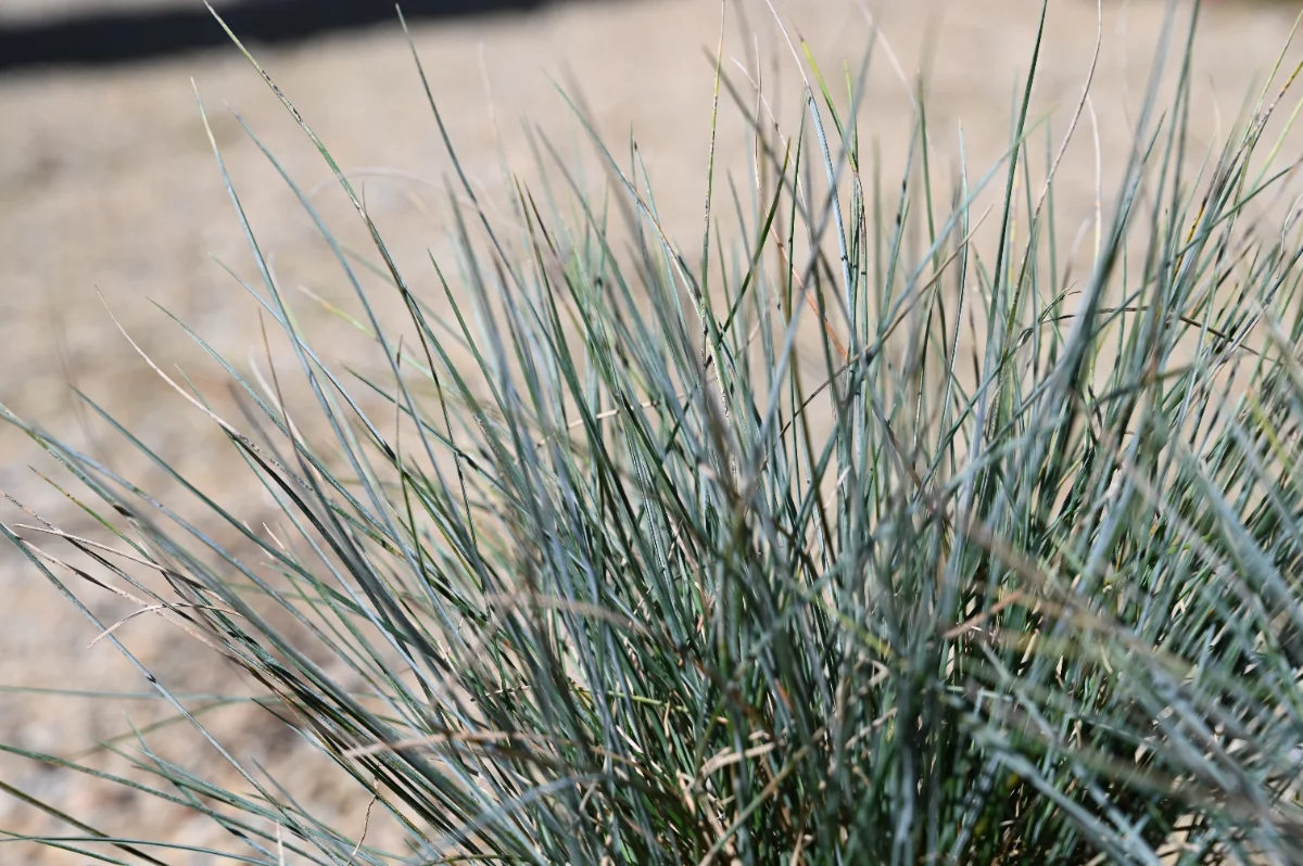 Festuca glauca 'Elijah Blue'