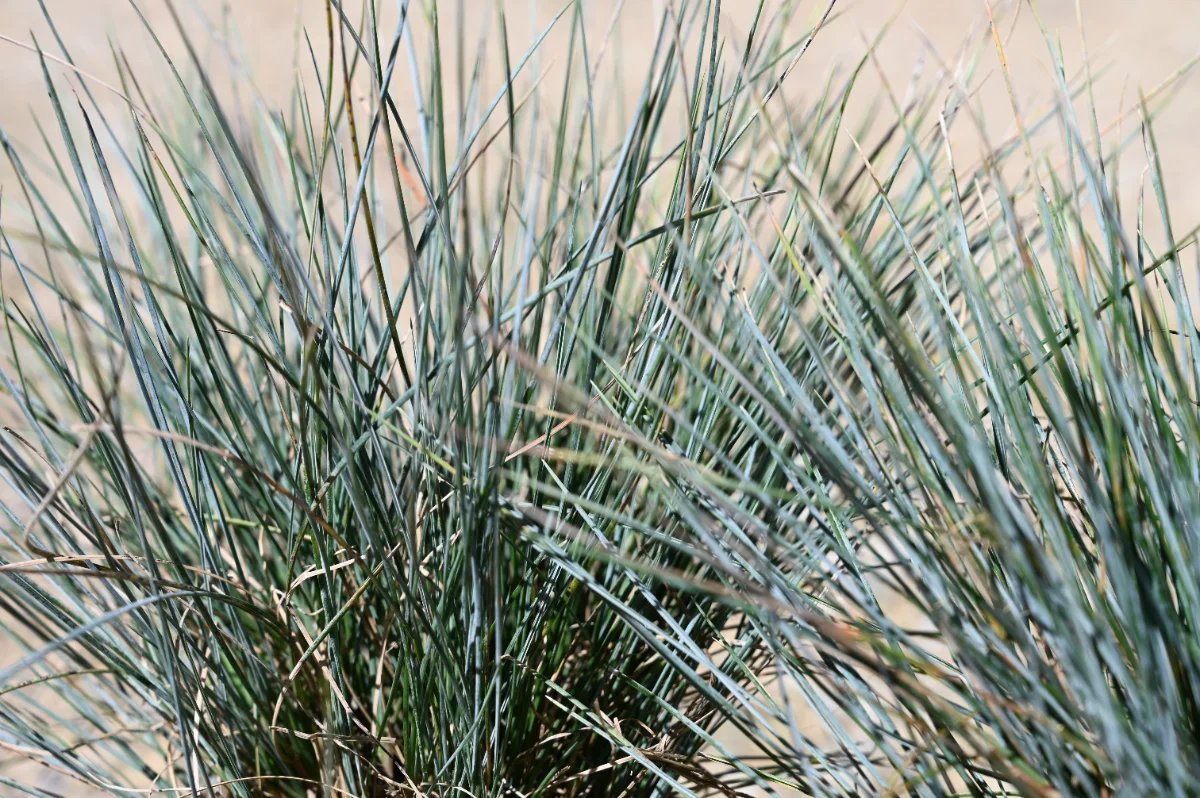 Festuca glauca 'Elijah Blue'
