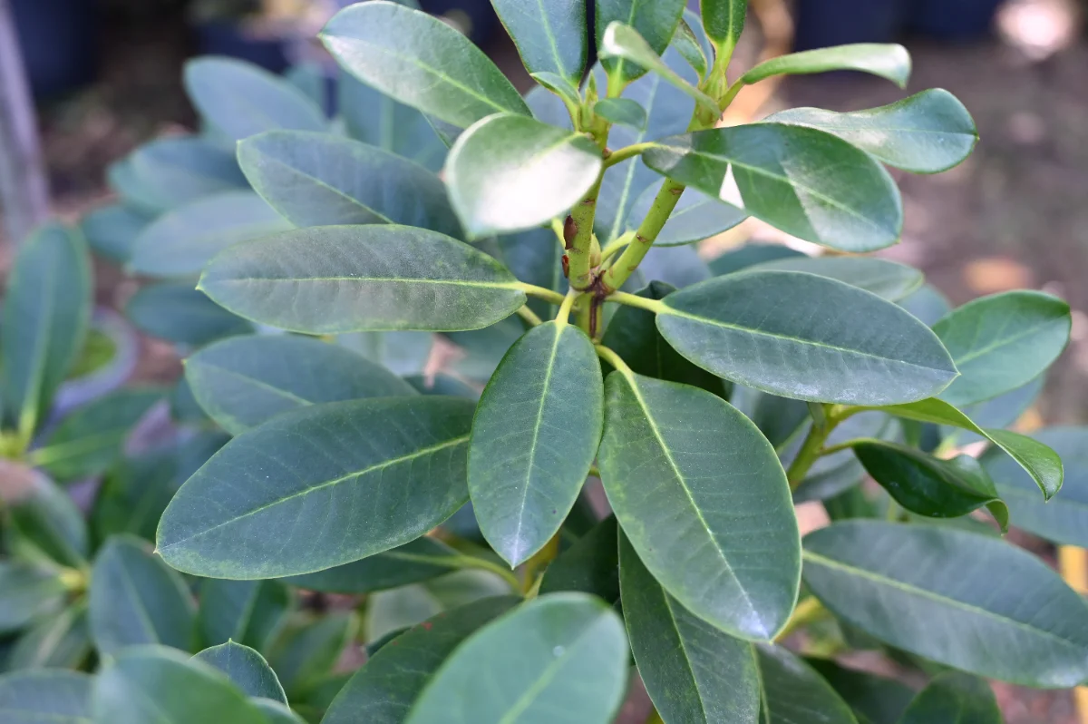 Rhododendron x 'Lord Roberts'