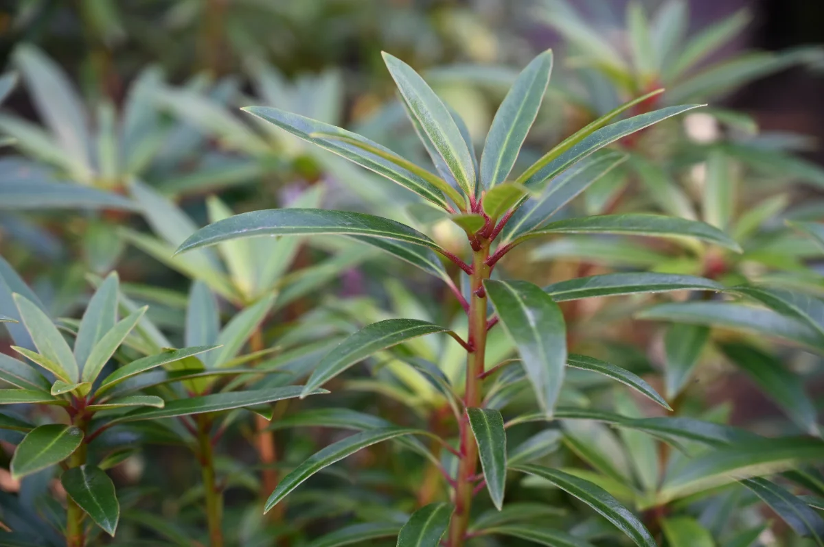 Rhododendron x 'Graziella'