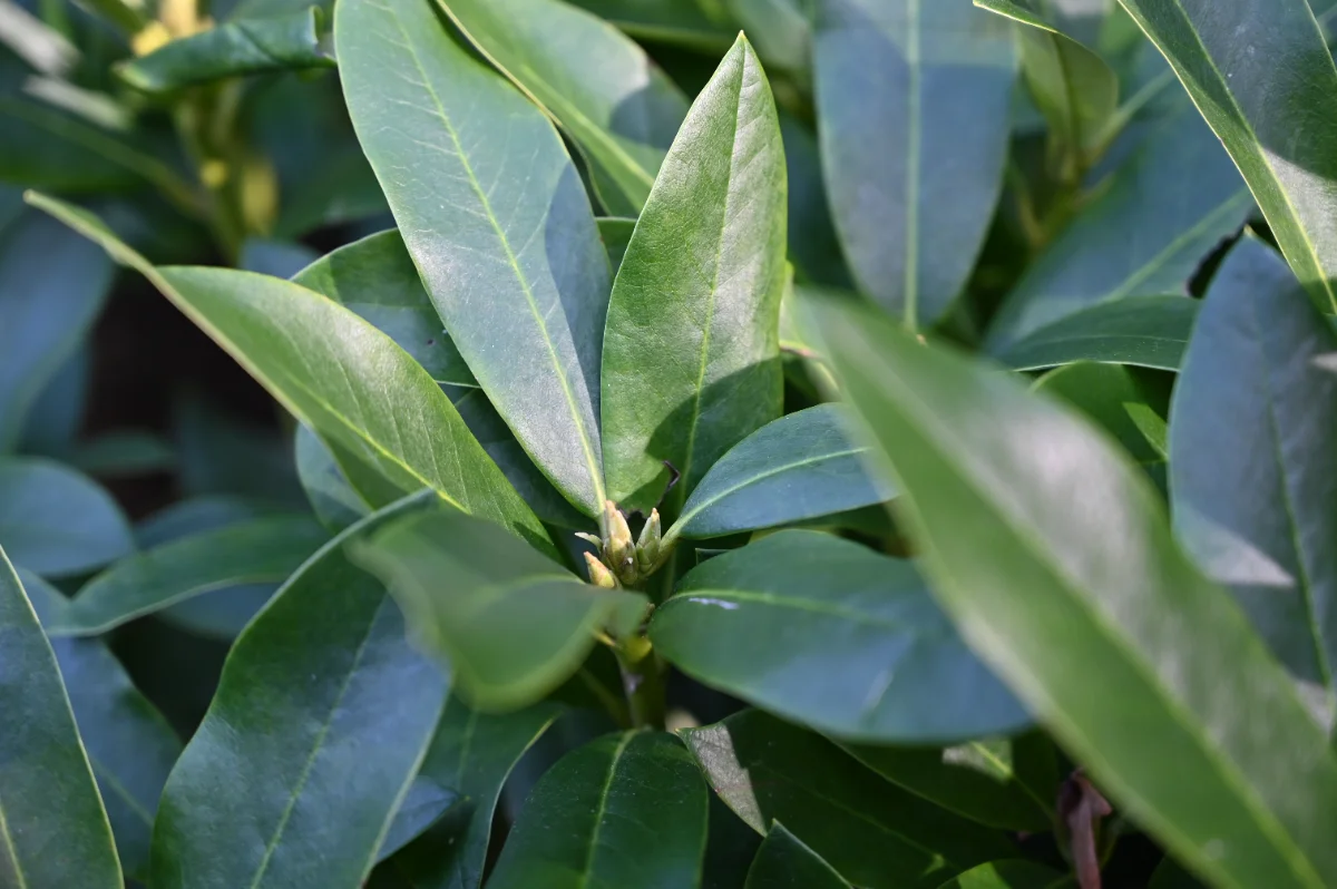 Rhododendron x 'Cunningham's white'