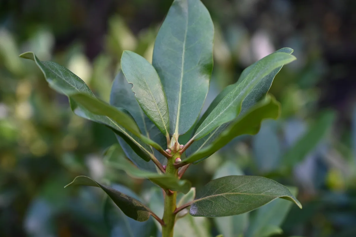 Rhododendron x 'Nova Zembla'