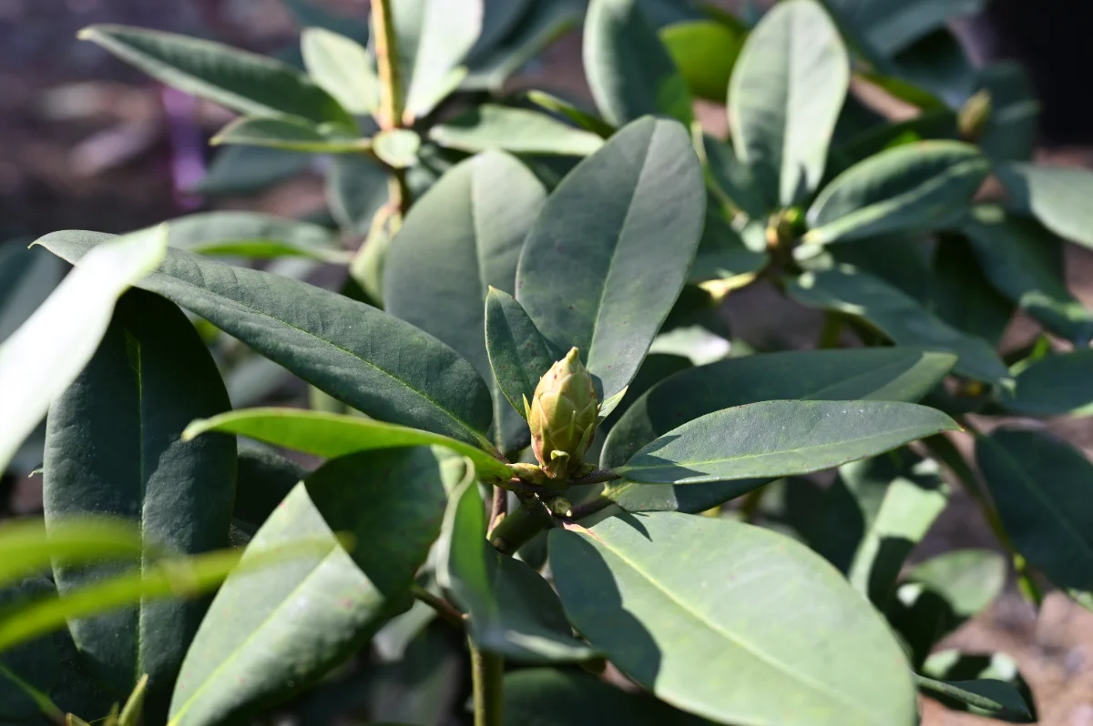Rhododendron x 'Anna Rose Whitney '