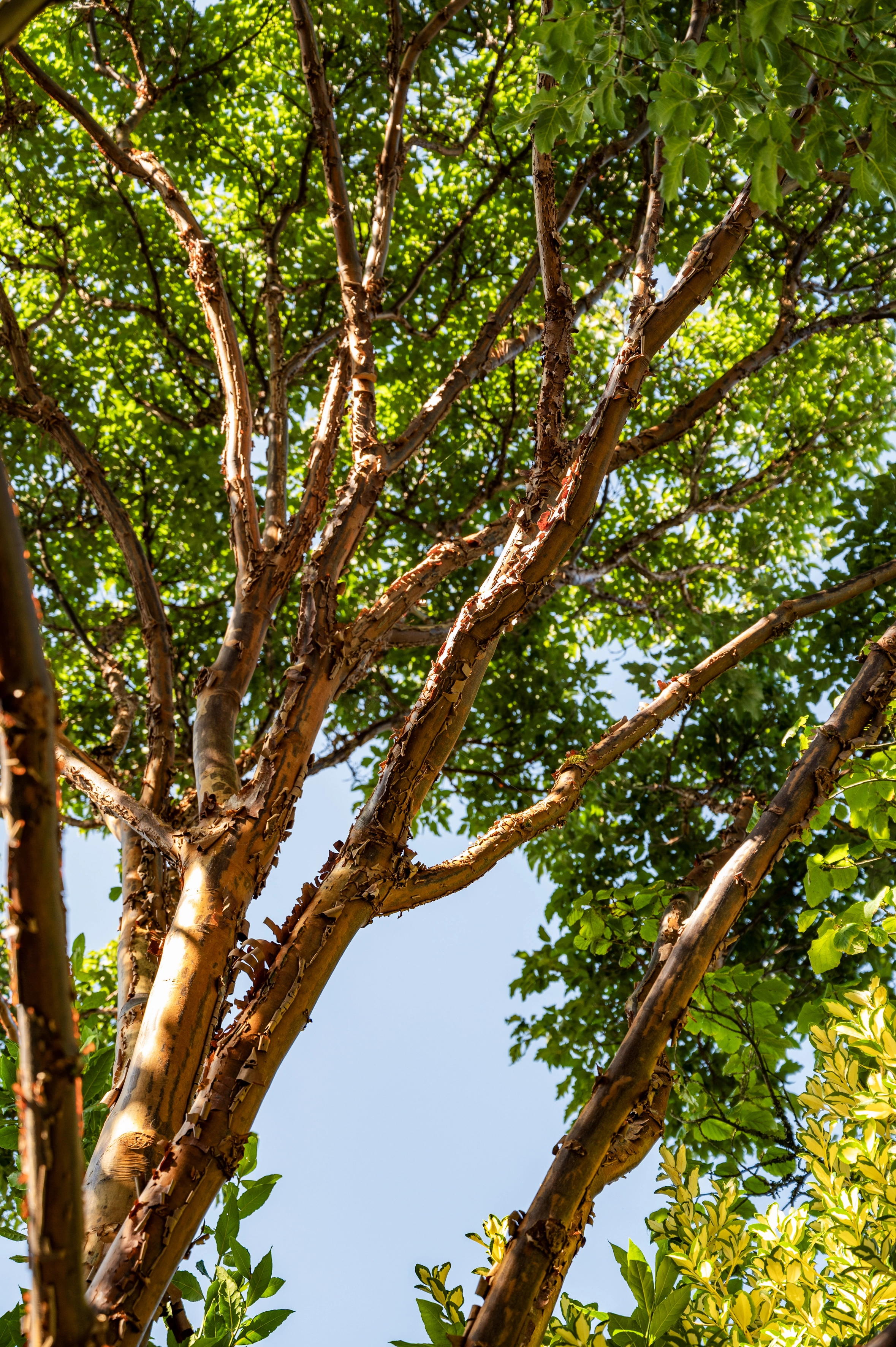 Acer griseum à Lorient