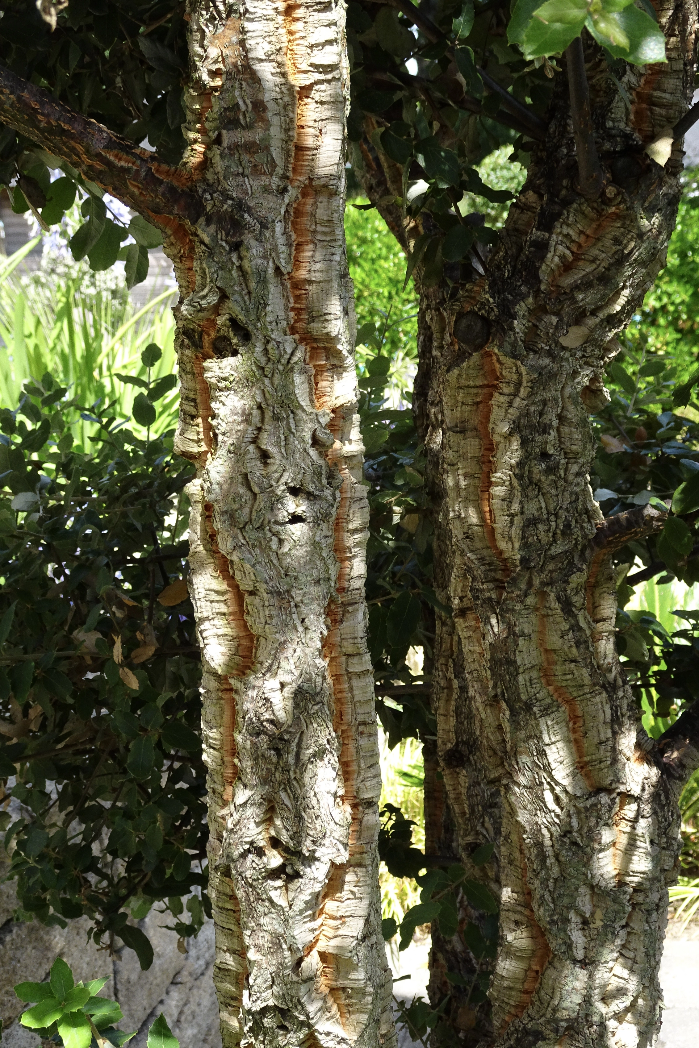 Tronc décoratif d'un chêne liège Quercus suber