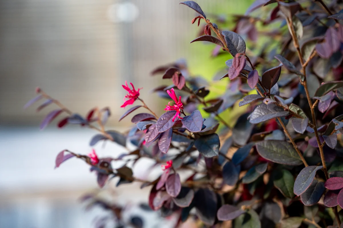 Loropetalum chinense 'Black pearl'