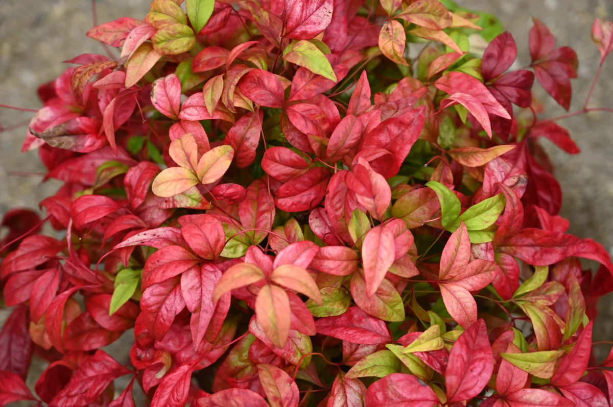 Nandina domestica 'Obsessed seika'