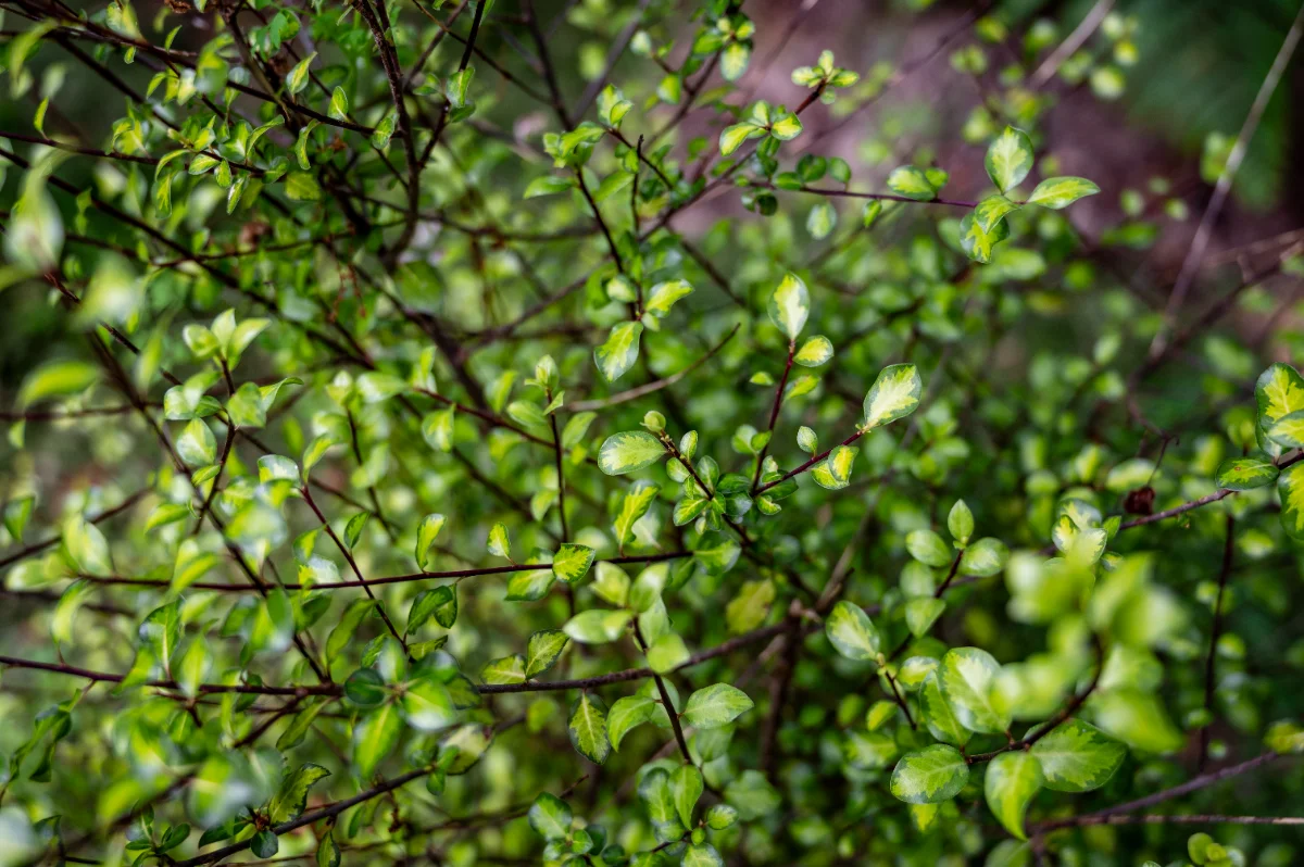Pittosporum tenuifolium 'Donovan Gold'