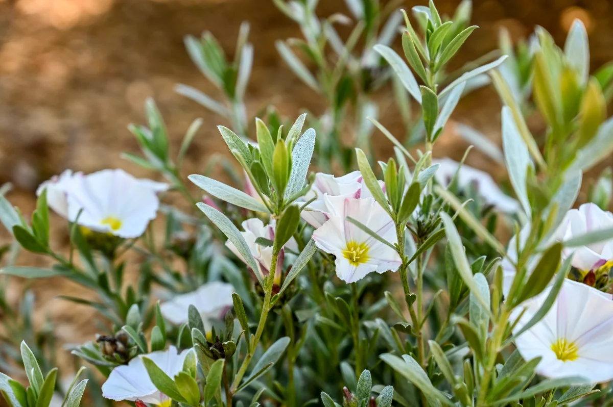 Convolvulus cneorum